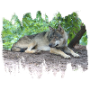 Grauwolf