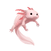 Axolotl
