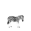 zebra