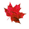 Maple Red Polygon
