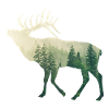 Hirsch