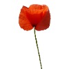 Poppy, summer, bright red