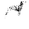 Dalmatian