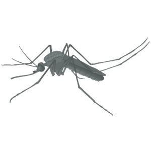 Moskito Insekt Stechmücke