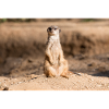 Meerkat (Suricata suricatta) meerkat