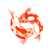 Koi