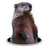 Marmot