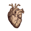 The heart