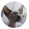 Chat nu chat sphynx
