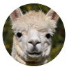 lama