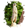 Ein Erdmännchen passt auf.