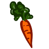 Karotte / carrot