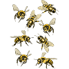 bees