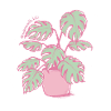Monstera