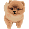 Pomeranian hvalp dværg Spitz hund gave