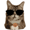 Cat biscuit sunglasses - chill