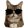 Cat sunglasses "OM"