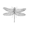 libellules
