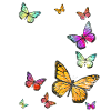 Butterflies swarm