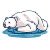Dead polar bear on an ice floe Rip Climate change