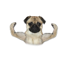 Mops Living Legend