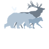 Forest animals Gray