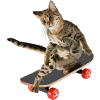 Skateboards Cat Skateboards