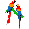 Parrots