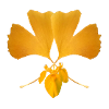 Ginkgo leaf