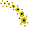 Sunflowers, Sunflower, Flowers