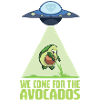 ovni avocat