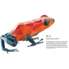 fig5_polygonpfeilgiftfrosch