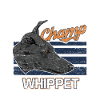 Whippet