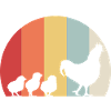 Chickens chicks