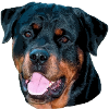 Rotti