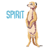 Suricate