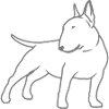 Bull Terrier cn_single_1c_4light