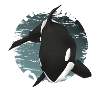 Orca whale