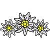 edelweiss