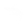 Blue whale Cetacea