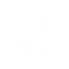 Schwertwal Orcinus orca
