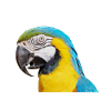 ARA Bird