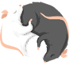Rat gift rats