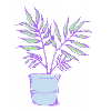 Small palm tree