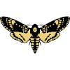 Sphinx Schädel butterfly skull