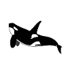 Orca