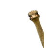 Sneaky ostrich bird