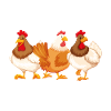 Funny chickens