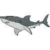 Great White Shark - Ocean - Sea