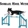 Border Collie Agility